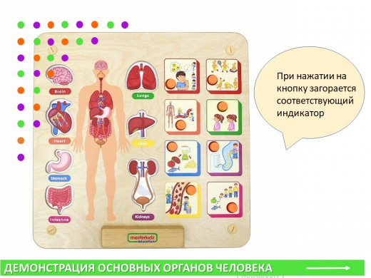 Панель "Изучаем организм"