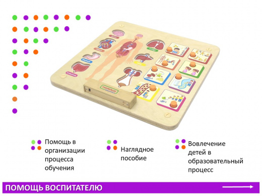 Панель "Изучаем организм"
