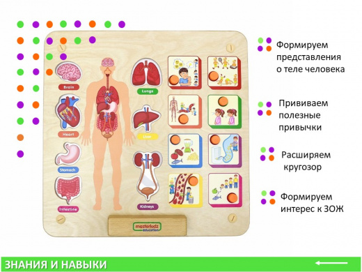 Панель "Изучаем организм"