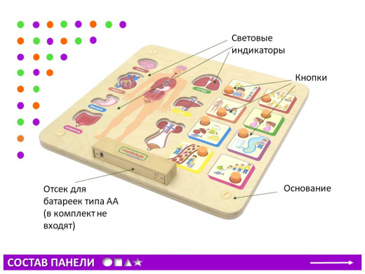Панель "Изучаем организм"